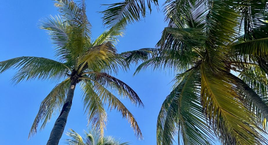 Deep South 53 Deep South 53